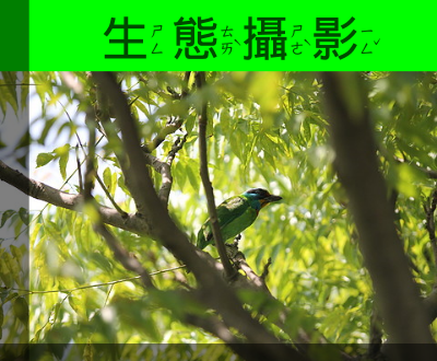 連結到生態攝影(另開新視窗)
